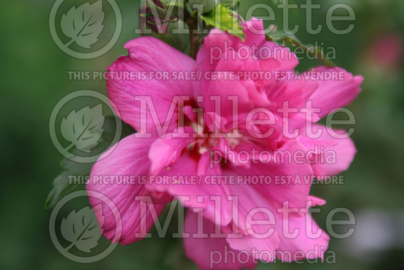 Hibiscus Lucy (Hibiscus rose of Sharon)  3 