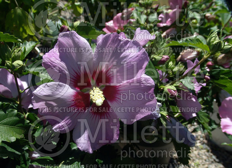 Hibiscus Minerva (Hibiscus rose of Sharon) 1 