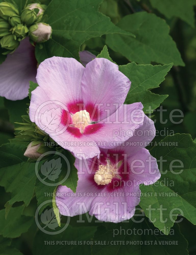 Hibiscus Minerva (Hibiscus rose of Sharon) 5 