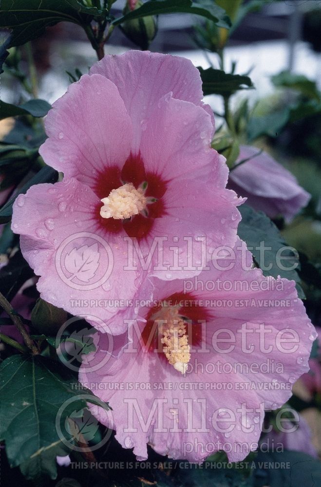 Hibiscus Minerva (Hibiscus rose of Sharon) 3 