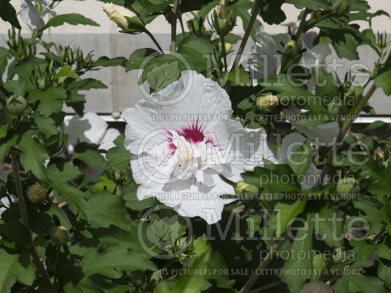 Hibiscus Minfren Bali (Hibiscus rose of Sharon)  1 