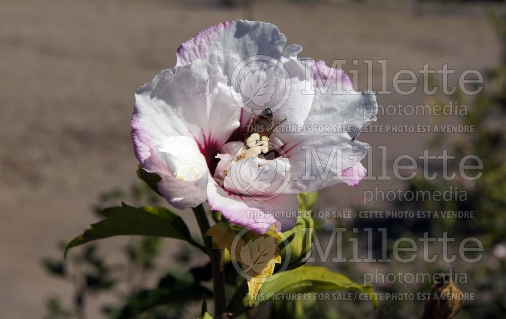 Hibiscus Minspot (Hibiscus rose of Sharon)  2 