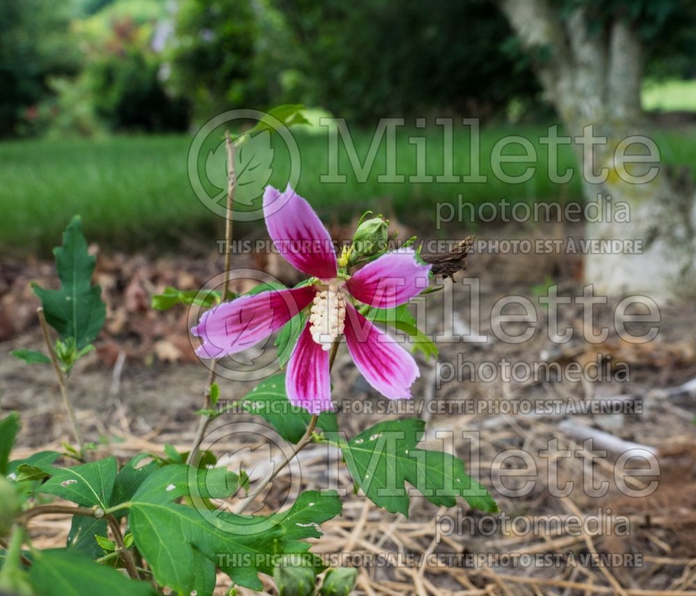 Hibiscus Orchid Satin (Hibiscus rose of Sharon) 1 