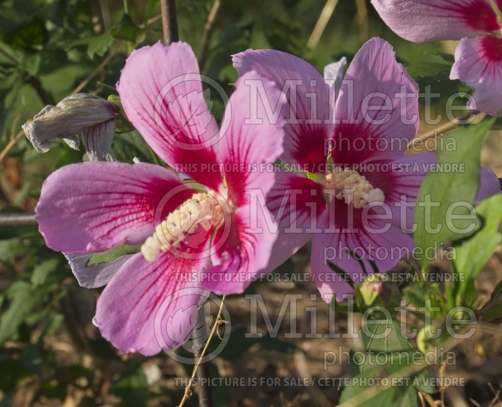 Hibiscus Orchid Satin (Hibiscus rose of Sharon) 3 