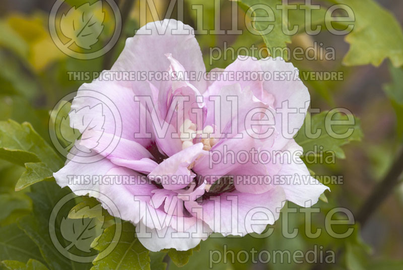 Hibiscus Pulcherrimus (Hibiscus rose of Sharon)  1