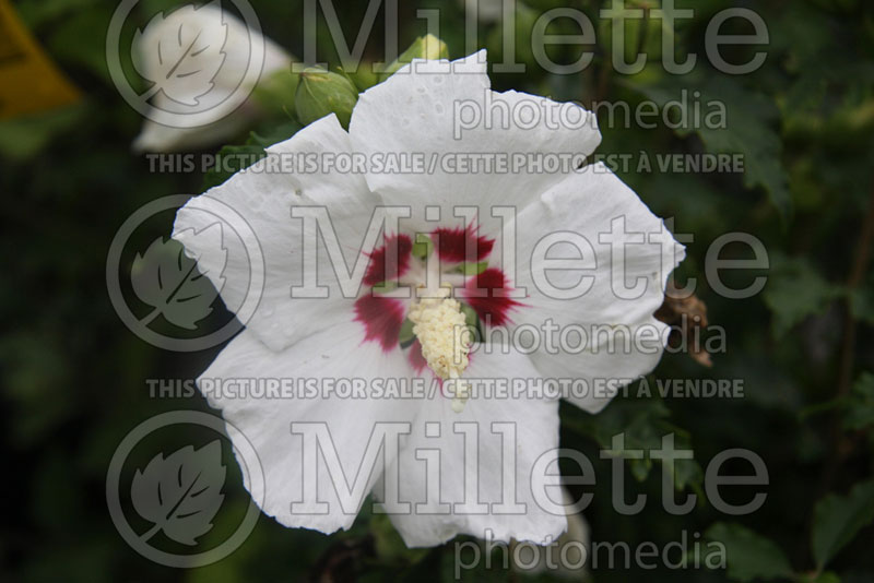 Hibiscus Red Heart (Hibiscus rose of Sharon)  2 