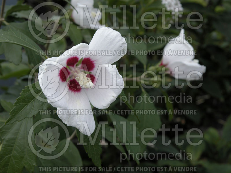 Hibiscus Red Heart (Hibiscus rose of Sharon)  3 