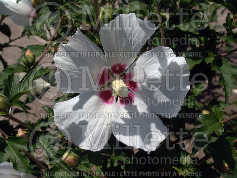 Hibiscus Red Heart (Hibiscus rose of Sharon)  4