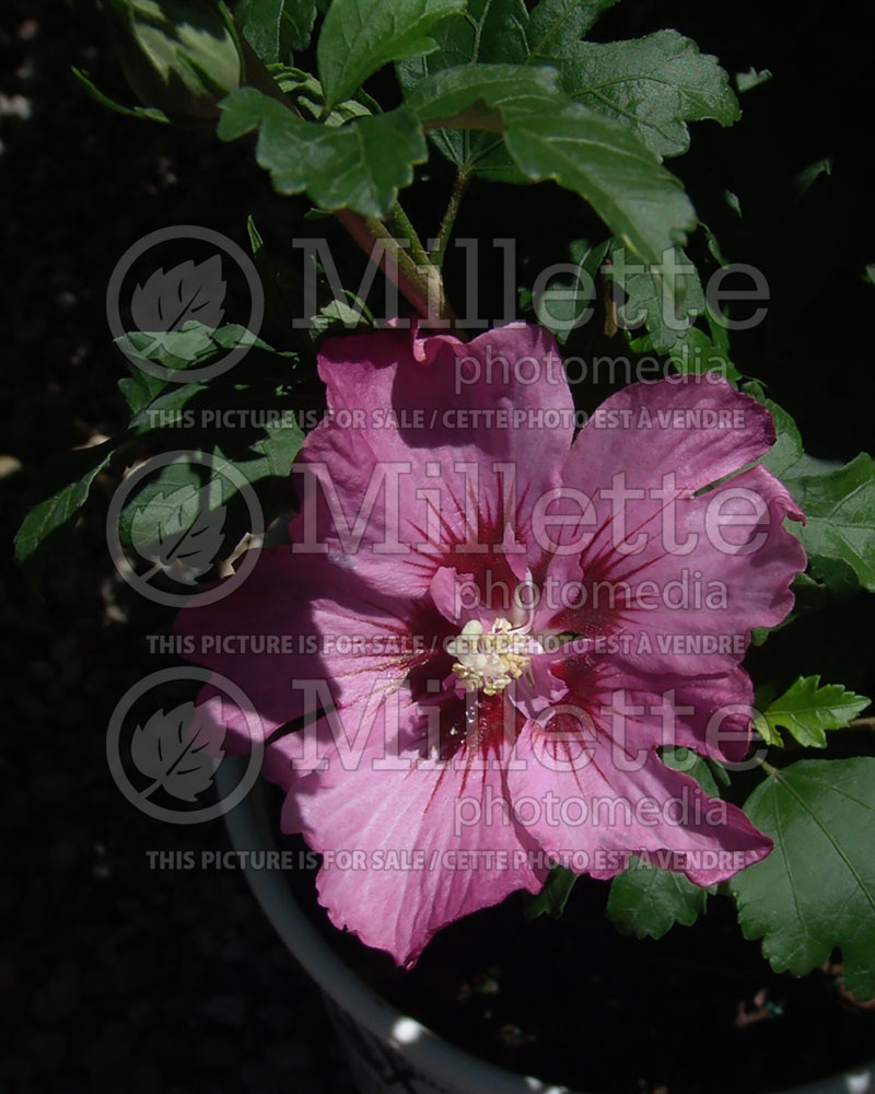 Hibiscus Rose Satin (Hibiscus rose of Sharon)  1 