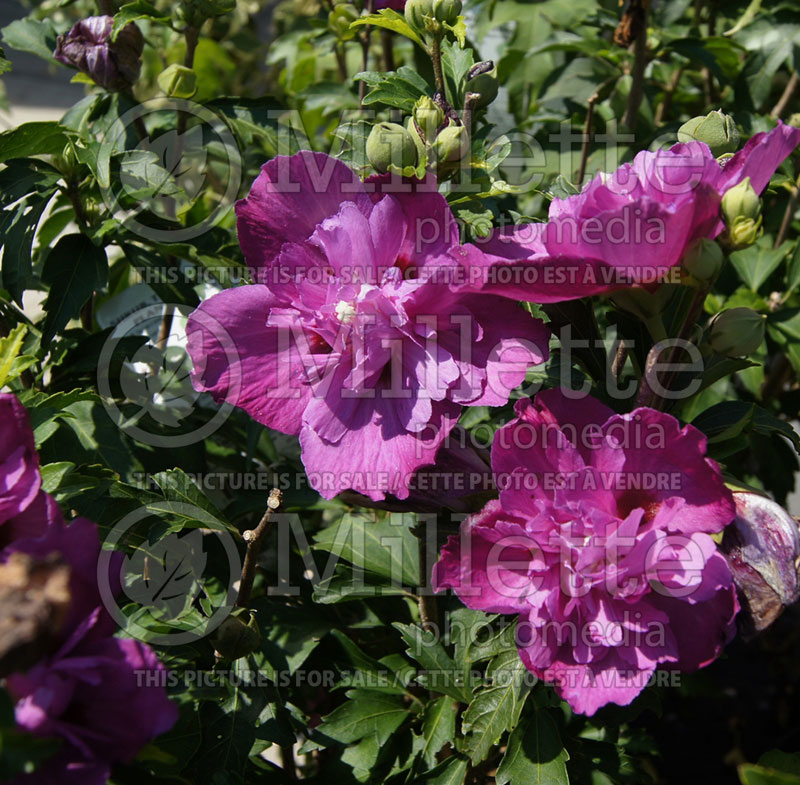 Hibiscus Sanchoyo ou Purple Ruffles (Hibiscus rose of Sharon)  1 