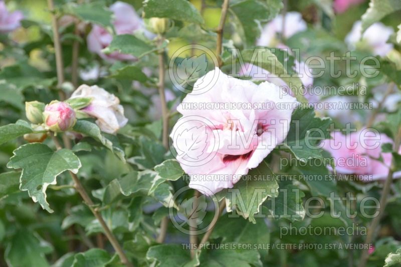 Hibiscus Sugar Tip or America Irene Scott (Hibiscus rose of Sharon)  2 