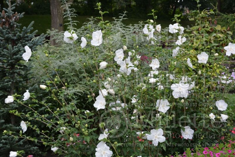 Hibiscus White Chiffon or Notwoodtwo (Tropical or Chinese 