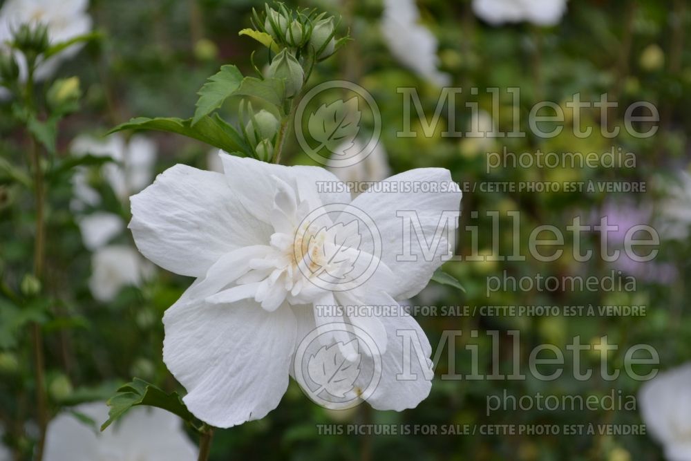 Hibiscus White Chiffon or Notwoodtwo (Tropical or Chinese Hibiscus) 3 