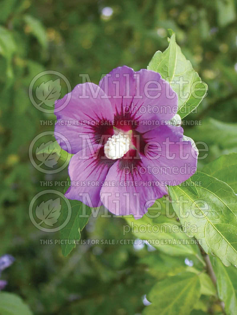 Hibiscus Woodbridge (Hibiscus rose of Sharon)  2 