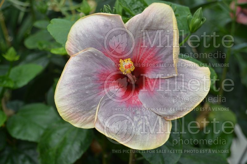 Hibiscus Tahitian Purple Galaxy (Hibiscus African Rose Mallow)  1 