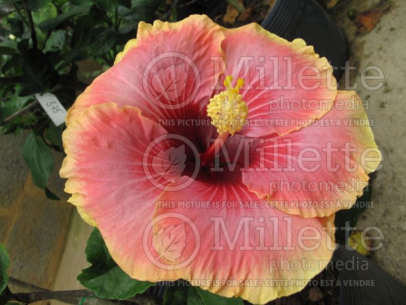 Hibiscus Tahitian Queen (Hibiscus African Rose Mallow)  1 