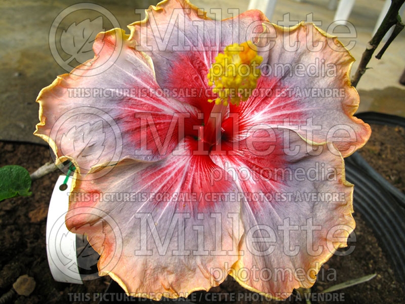 Hibiscus Trademark (Hibiscus) 1  