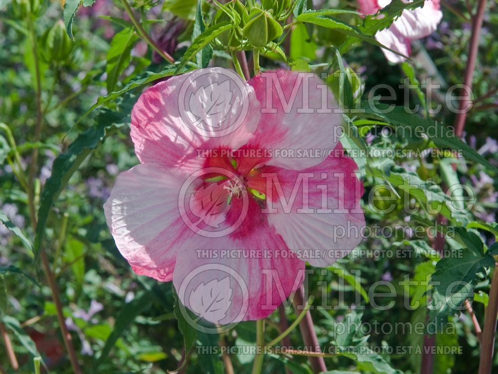 Hibiscus Turn of the Century (Hibiscus African Rose Mallow) 1 