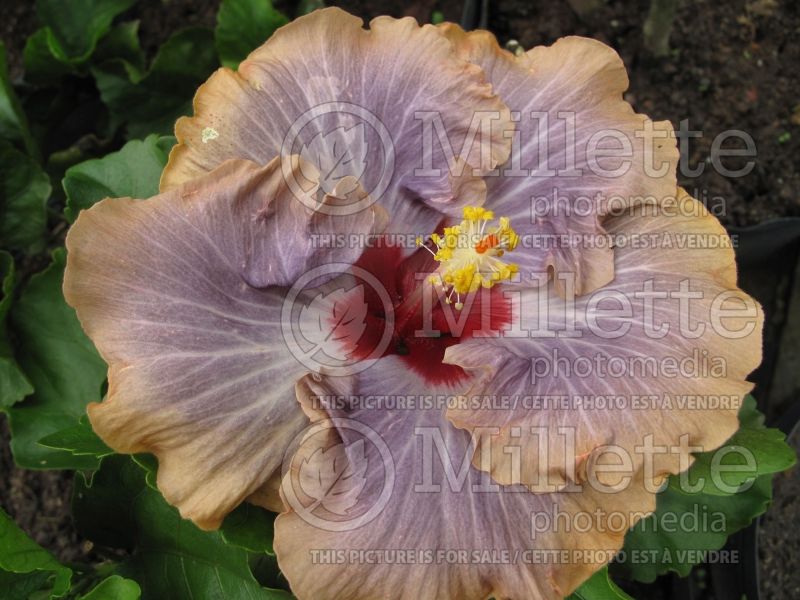 Hibiscus Moody Blues (Hibiscus African Rose Mallow)  1 