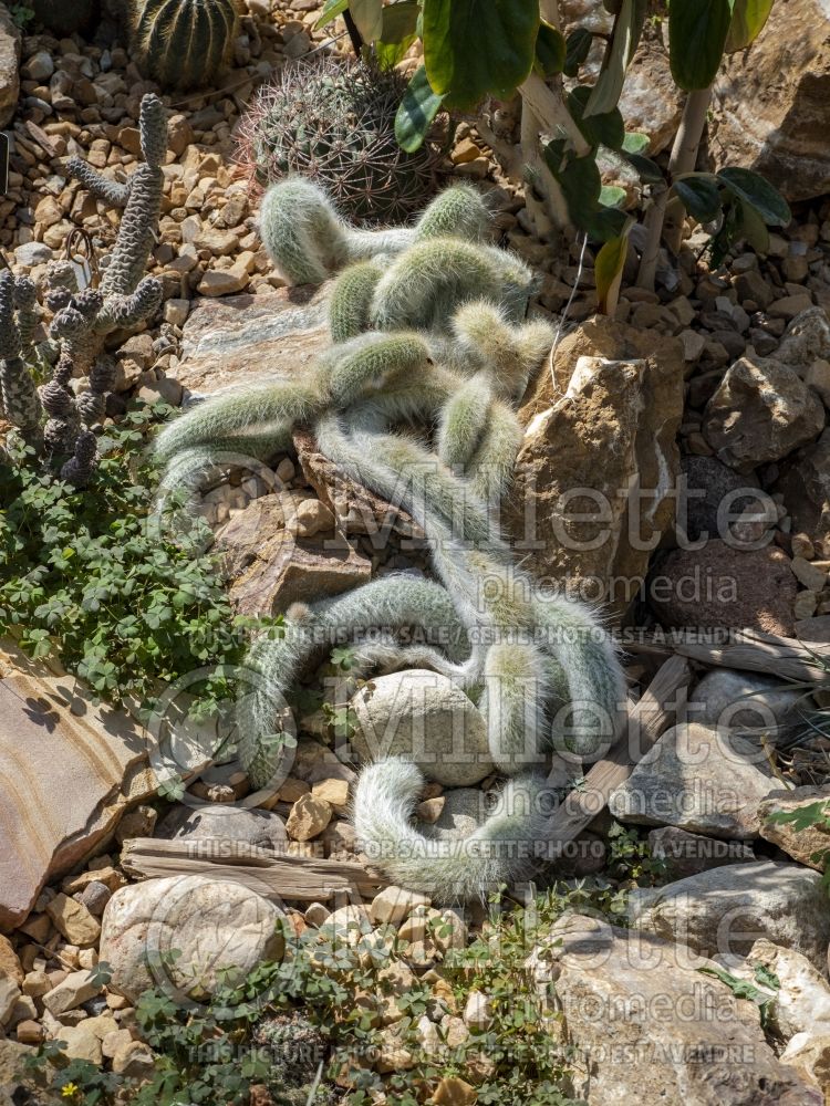 Hildewintera colademononis (Monkey Tail Cactus) 1