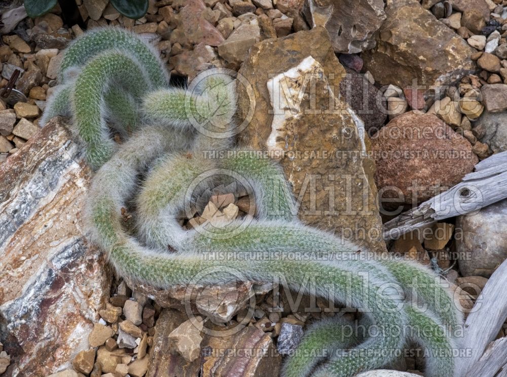 Hildewintera colademononis (Monkey Tail Cactus) 2
