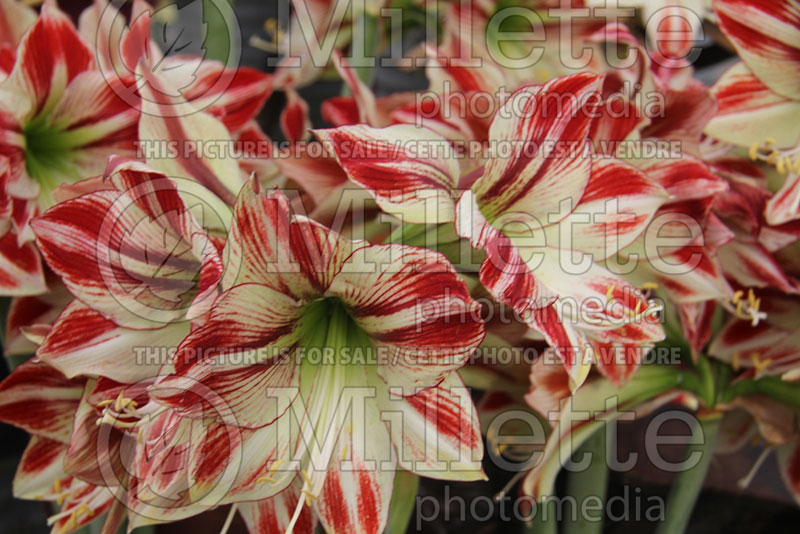 Hippeastrum aka Amaryllis Ambiance (Amaryllis) 1 