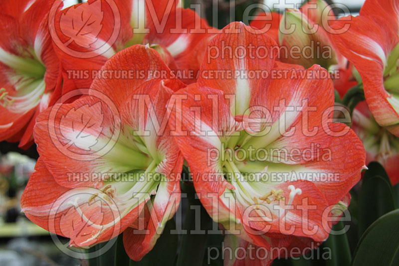 Hippeastrum aka Amaryllis Amsterdam (Amaryllis) 1 