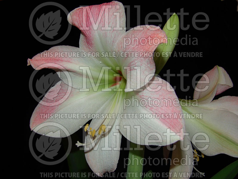 Hippeastrum aka Amaryllis Apple Blossom (Amaryllis) 1 