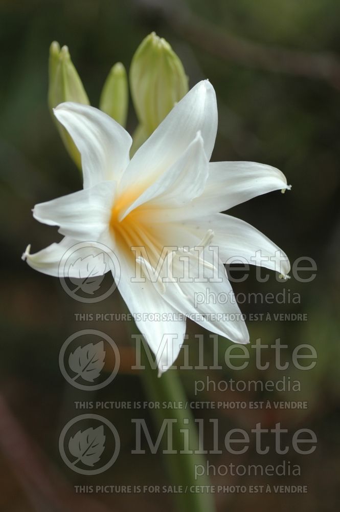 Hippeastrum aka Amaryllis Belladonna (Amaryllis)  2