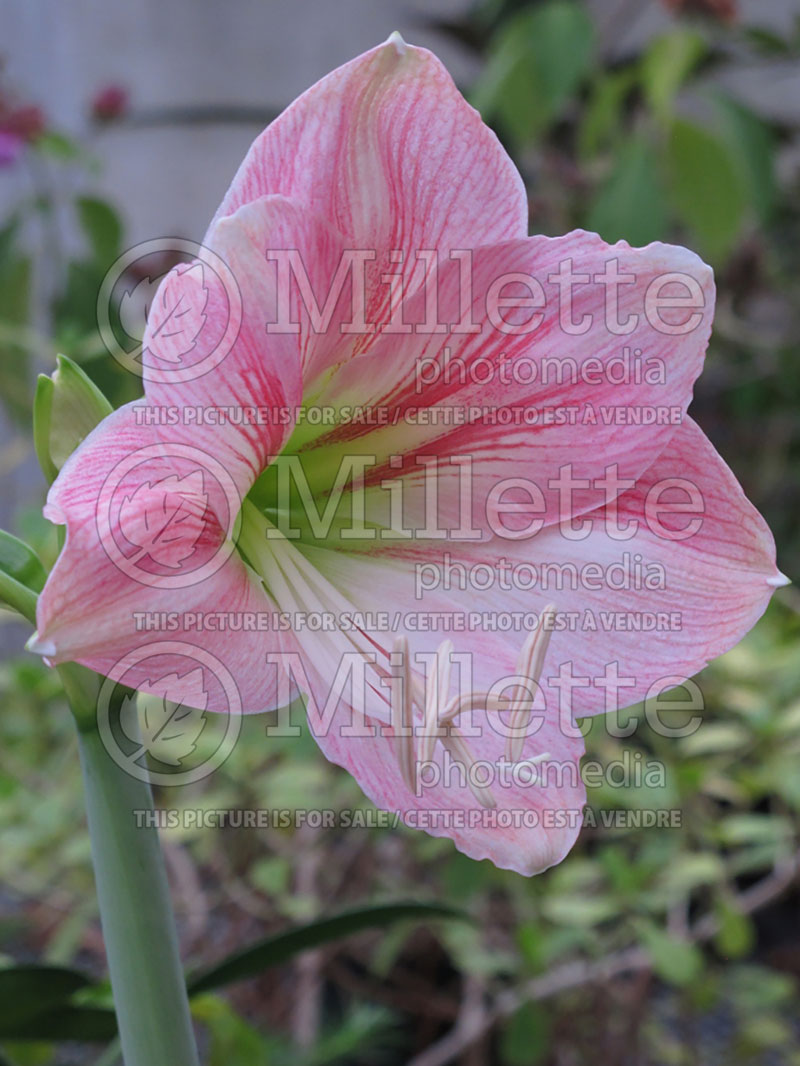 Hippeastrum or Amaryllis Apple Blossom (Amaryllis) 3 