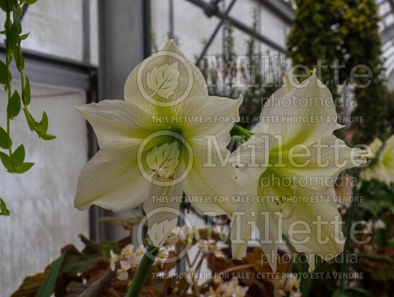 Hippeastrum or Amaryllis Diamond Lemon Lime (Amaryllis) 1 