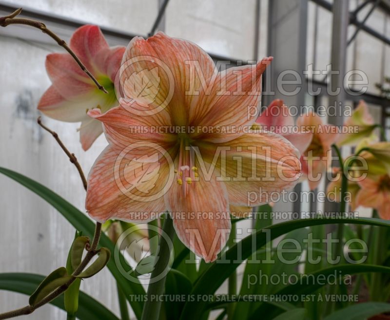 Hippeastrum or Amaryllis Exotica (Amaryllis) 1 