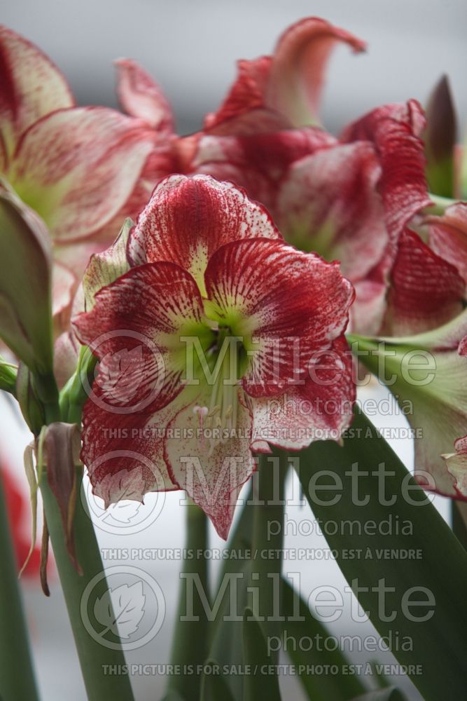 Hippeastrum or Amaryllis Flamenco Queen (Amaryllis) 2 