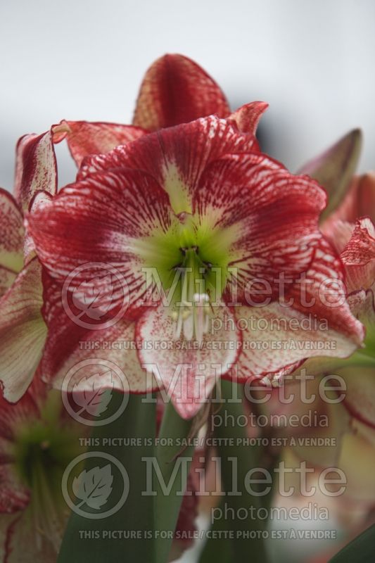 Hippeastrum or Amaryllis Flamenco Queen (Amaryllis) 1 