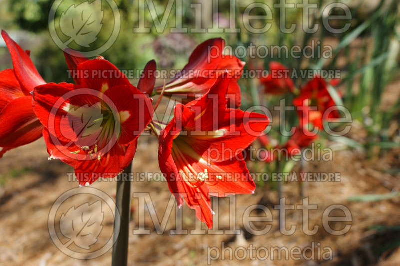 Hippeastrum or Amaryllis Minerva (Amaryllis) 1 