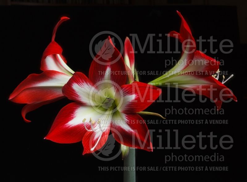 Hippeastrum or Amaryllis Quinto (Amaryllis) 1 