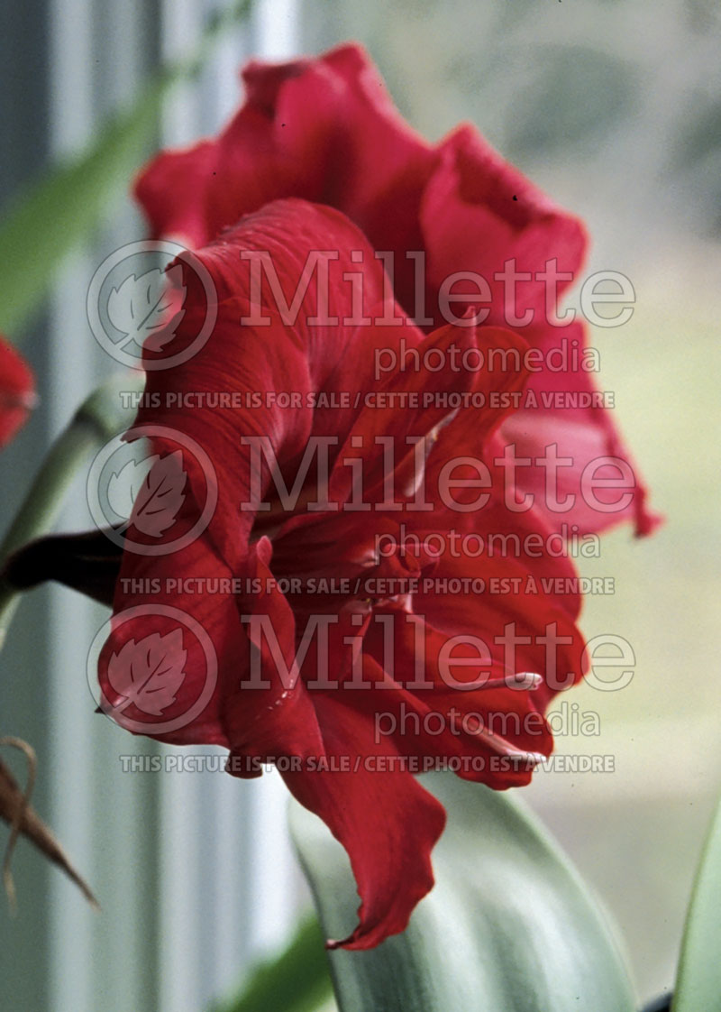 Hippeastrum or Amaryllis Red Peacock (Amaryllis) 1 