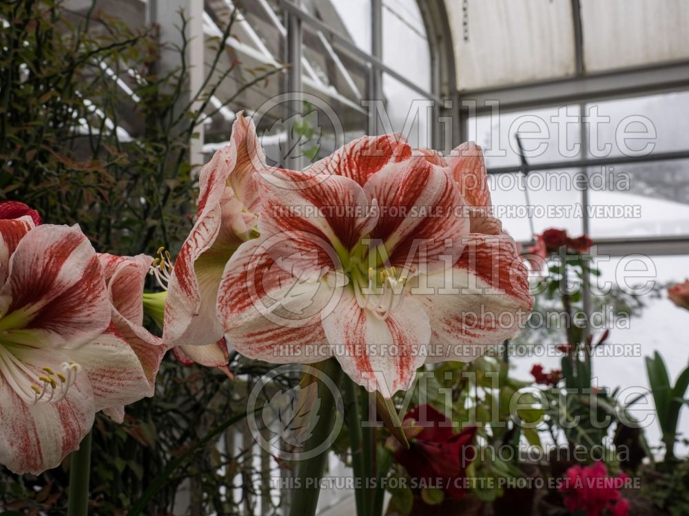 Hippeastrum or Amaryllis United Nations (Amaryllis) 1 