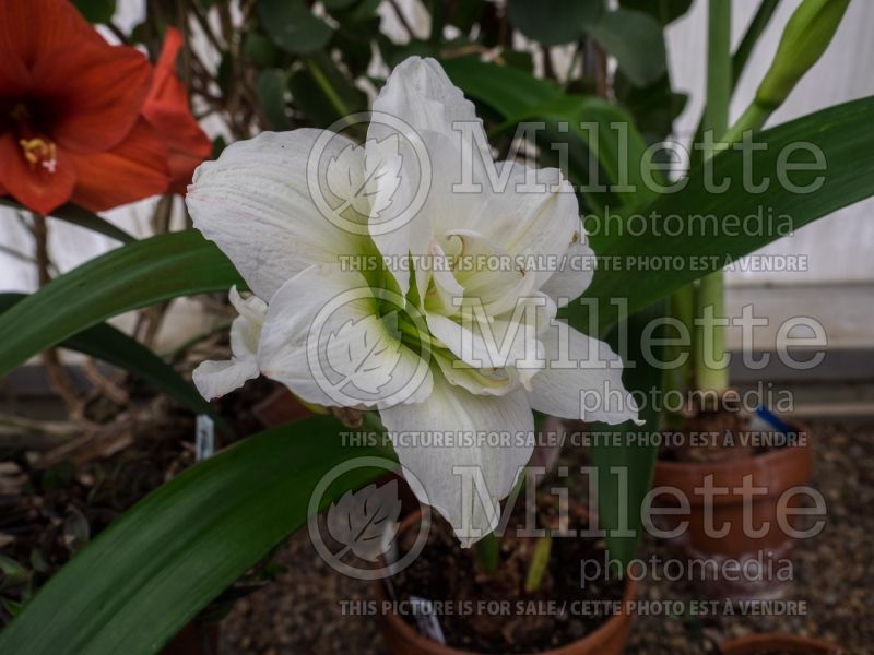 Hippeastrum or Amaryllis White Nymph (Amaryllis) 1 