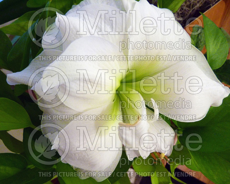 Hippeastrum aka Amaryllis White Peacock (Amaryllis) 1 