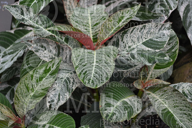 Hoffmannia Strawberry Splash (Taffeta Plant) 1 