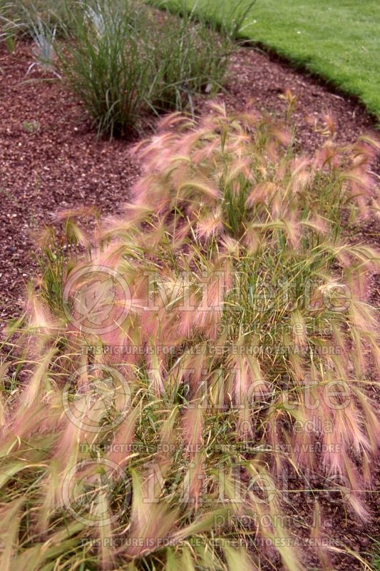 Hordeum jubatum (Squirrel-tail Grass Ornamental Grass) 1