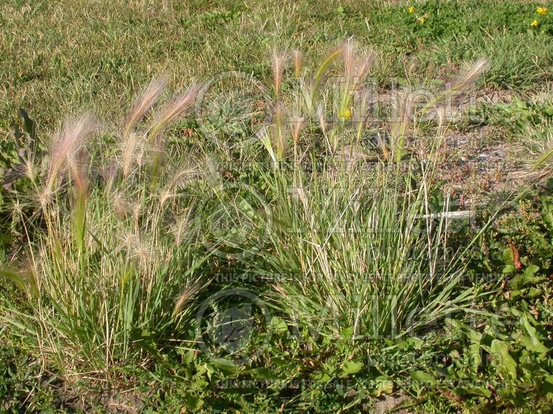 Hordeum jubatum (Squirrel-tail Grass Ornamental Grass) 2