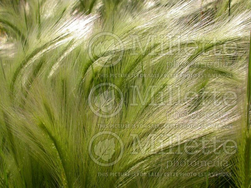 Hordeum jubatum (Squirrel-tail Grass Ornamental Grass) 3