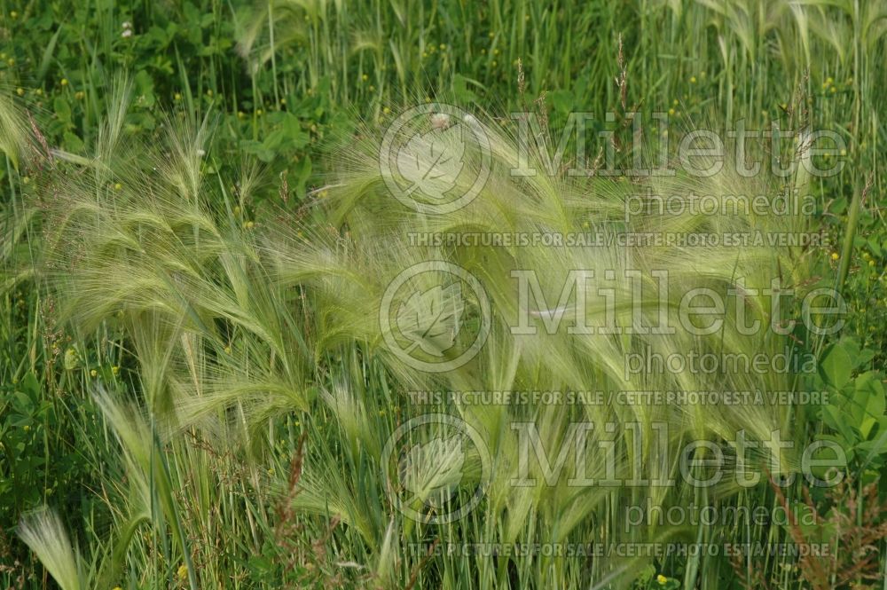 Hordeum jubatum (Squirrel-tail Grass Ornamental Grass) 4
