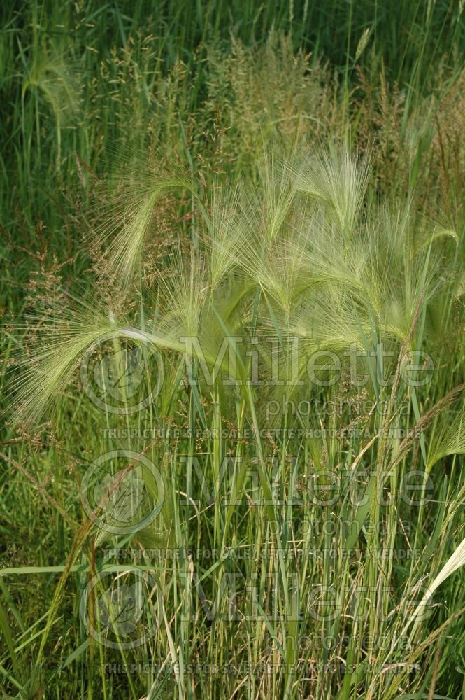 Hordeum jubatum (Squirrel-tail Grass Ornamental Grass) 5