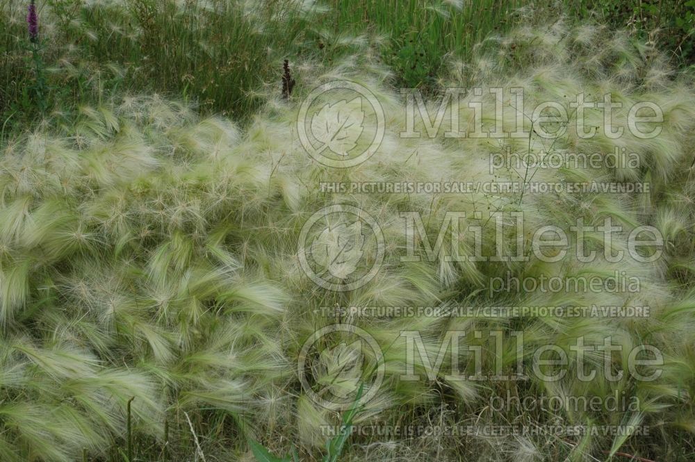 Hordeum jubatum (Squirrel-tail Grass Ornamental Grass) 6