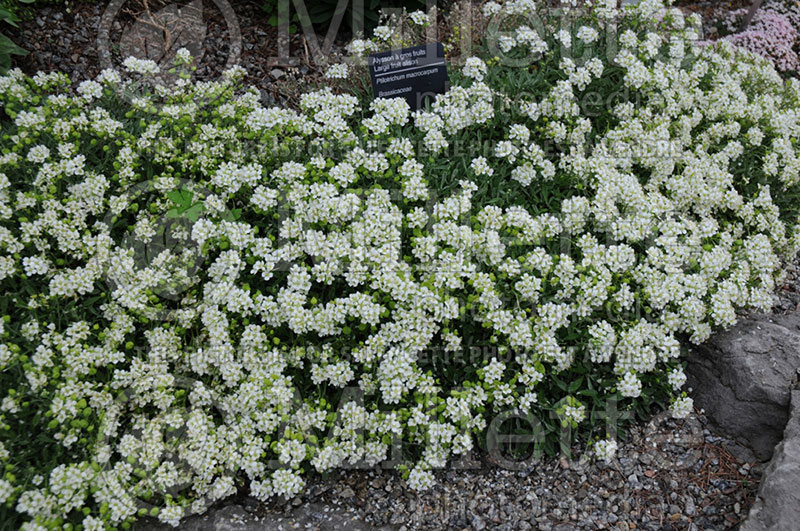 Hormathophylla macrocarpa (Alyssum) 1