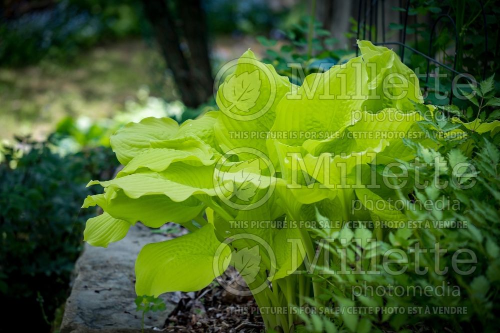 Hosta Dawn's Early Light (Hosta funkia august lily) 3  