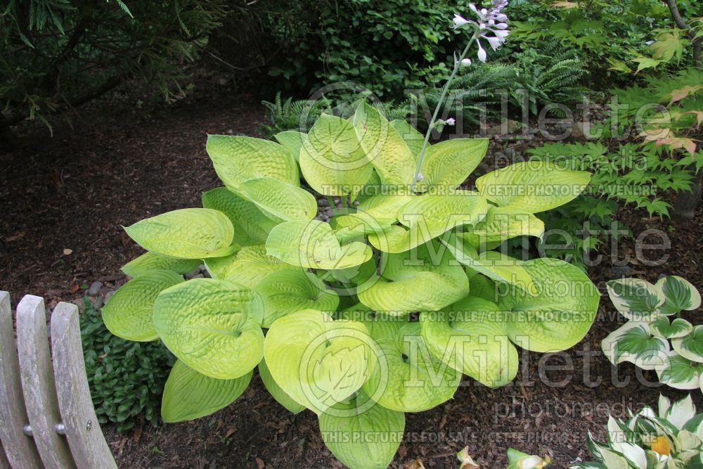 Hosta Fat Cat (Hosta funkia august lily) 1